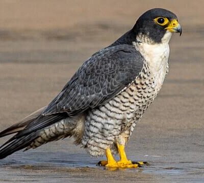 Peregrine falcon