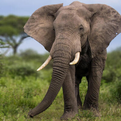 Elephant