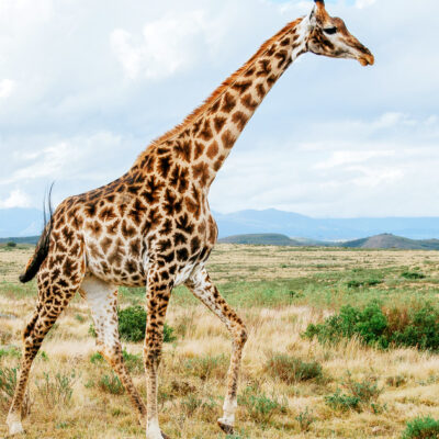 Giraffe