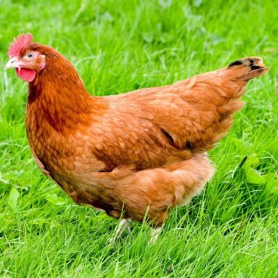 Hen