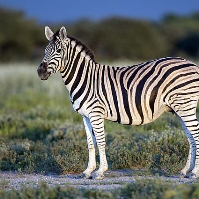 Zebra